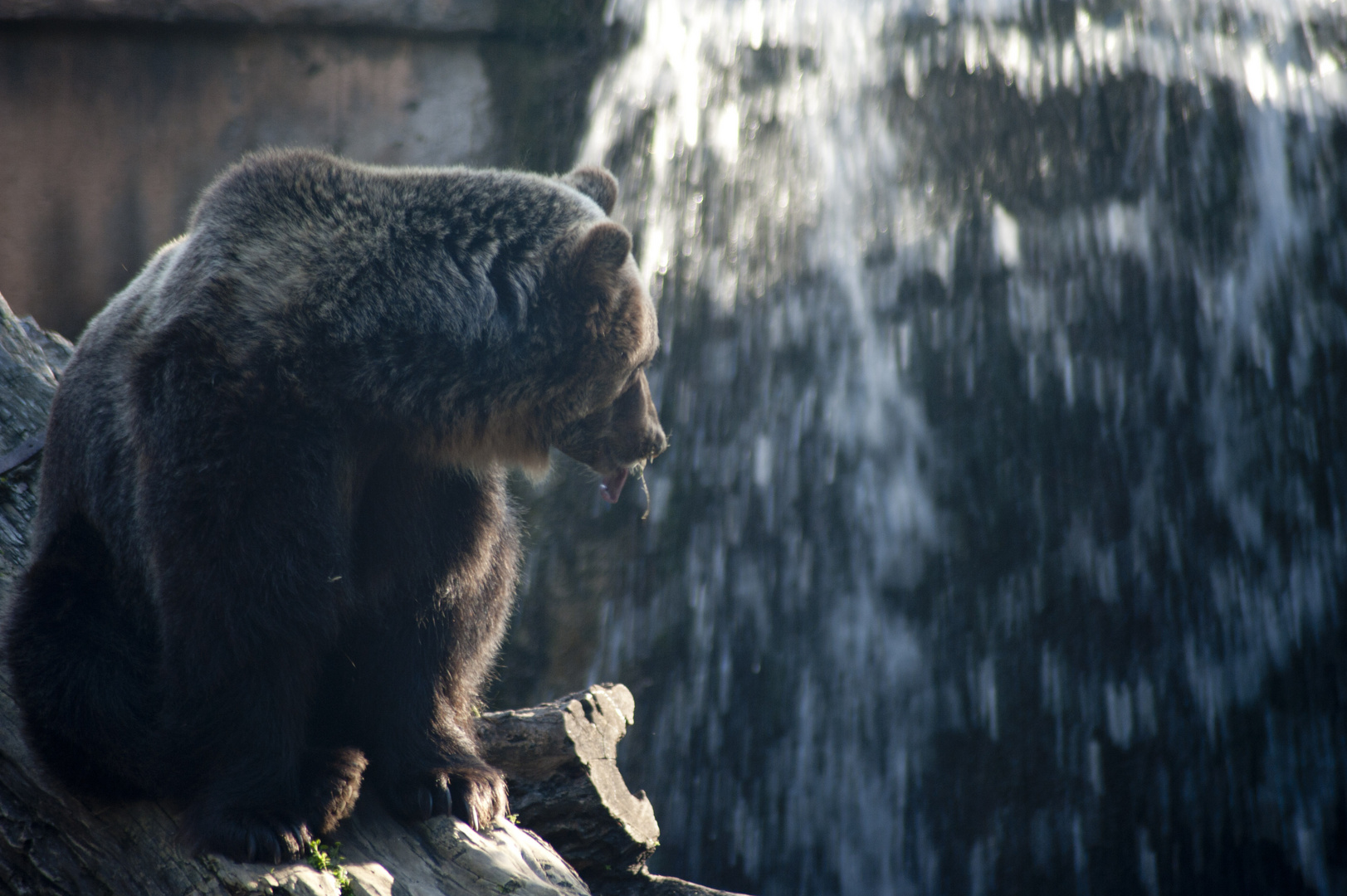 Bruin Bear