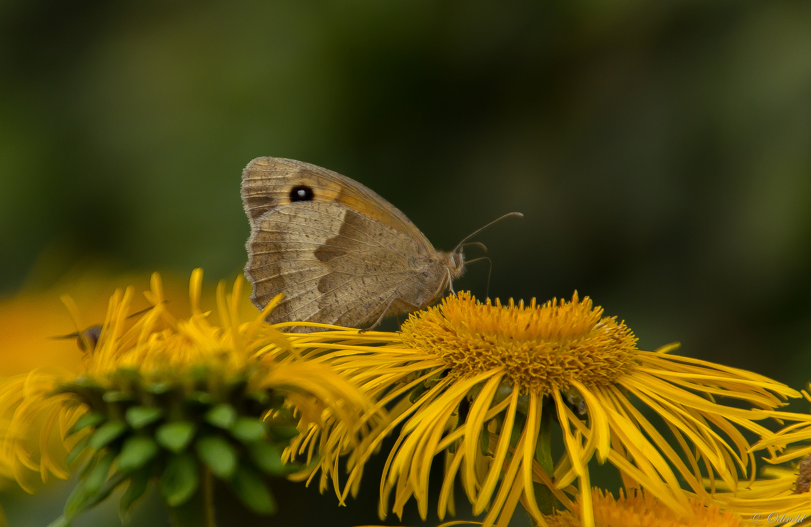 Bruin zandoogje (Maniola jurtina).