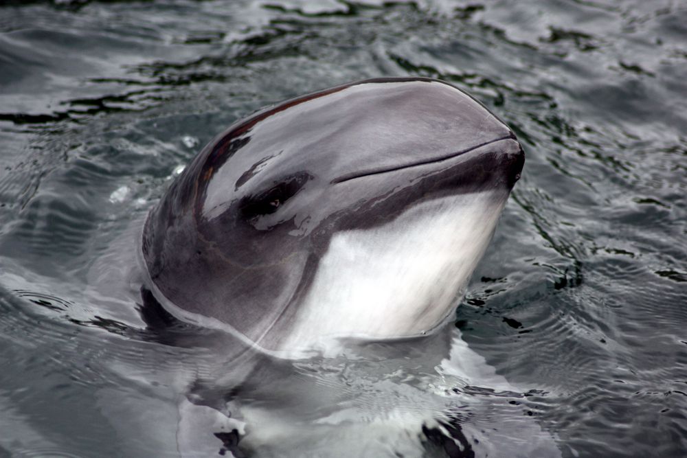 Bruinvis - Schweinswal Foto & Bild | tiere, zoo, wildpark & falknerei