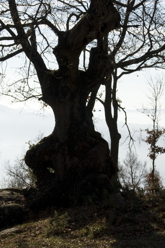 BRUIXA DEL BOSC