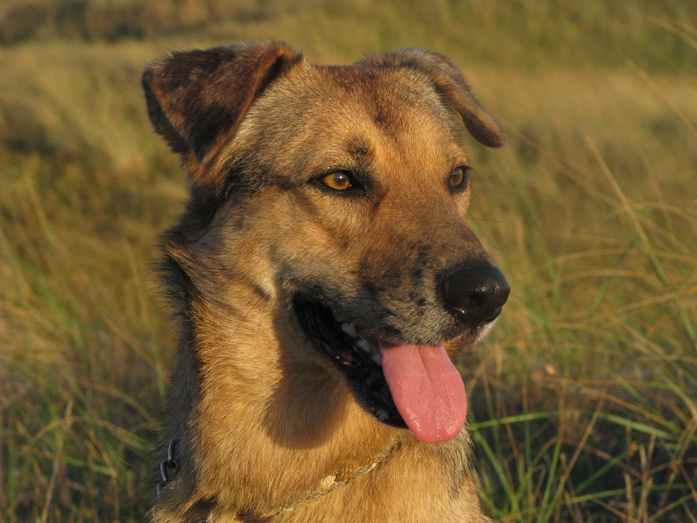 Bruja in den Dünen