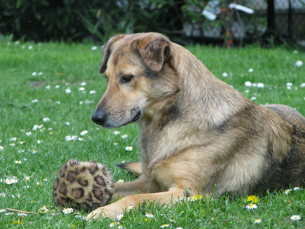 Bruja und ihr Dotti...