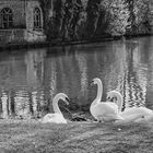 Brujas y los cisnes