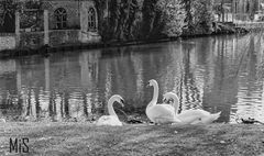 Brujas y los cisnes