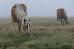 Bruma mattutina