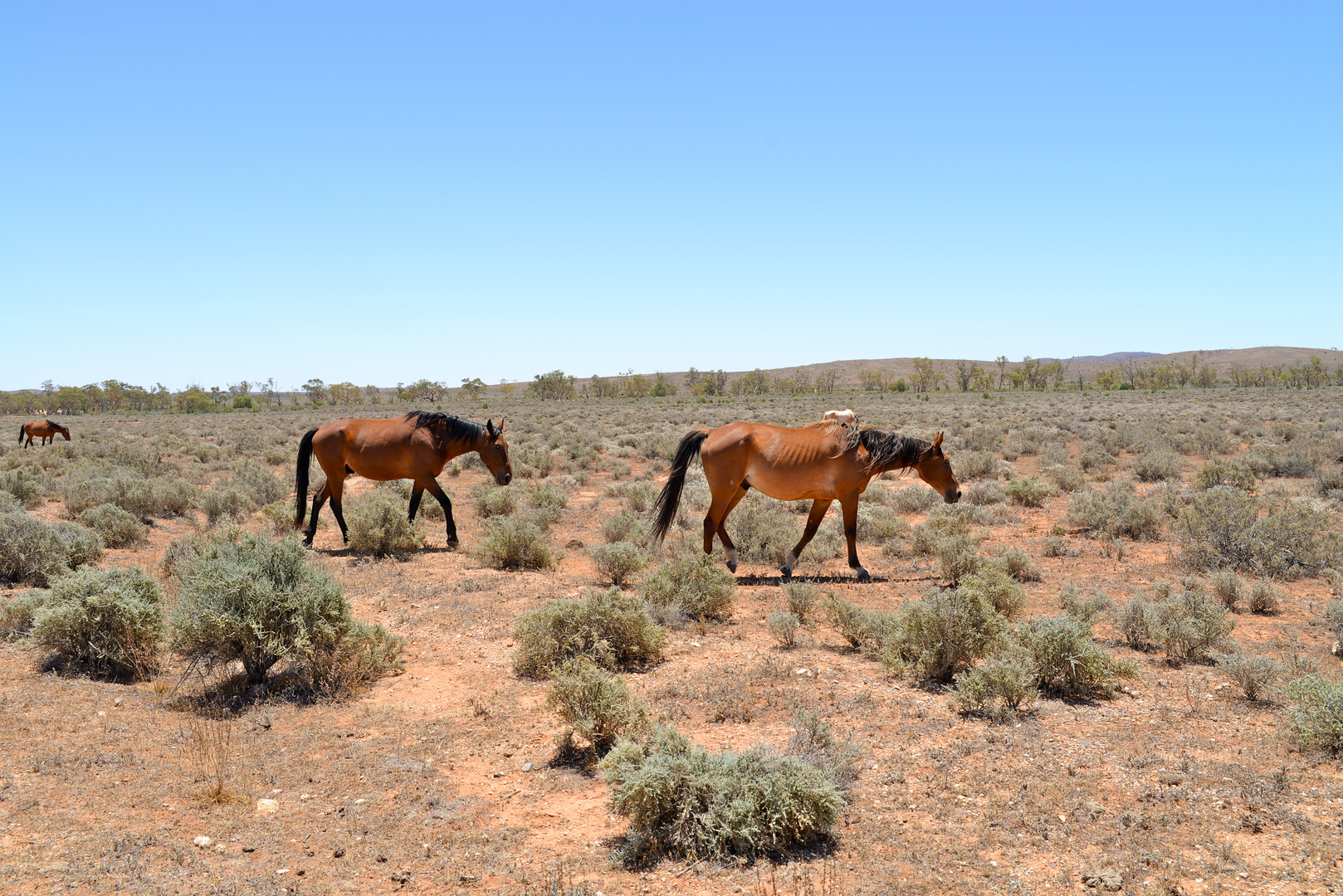 Brumbies near to Broken Hill NSW