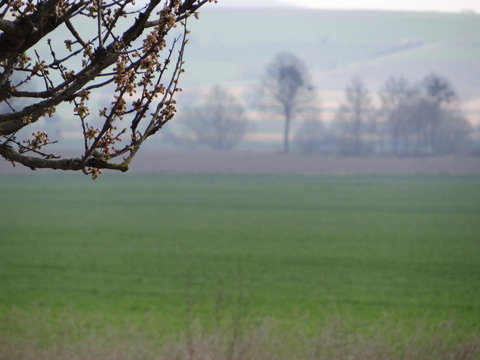 Brume allemande