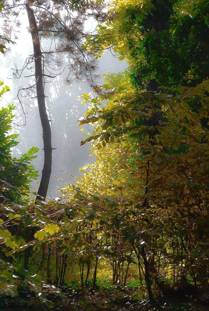 Brume au bois