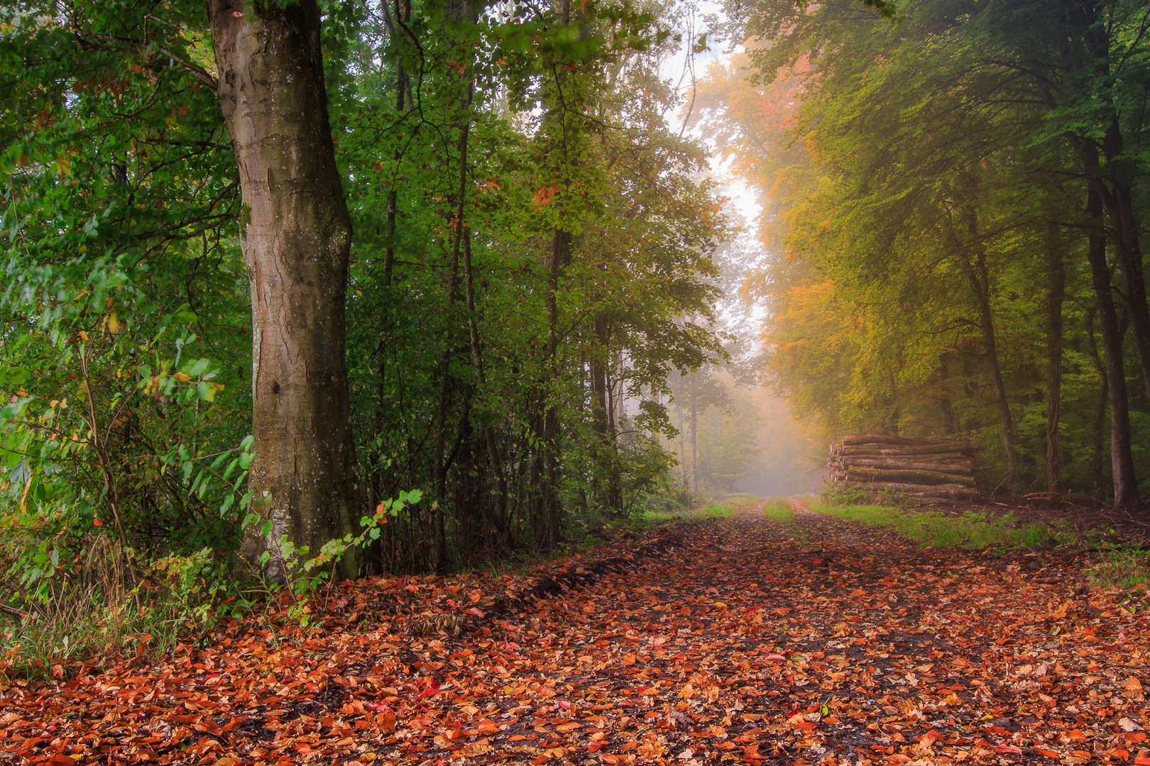 Brume automnale,