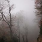 brume dans la forêt