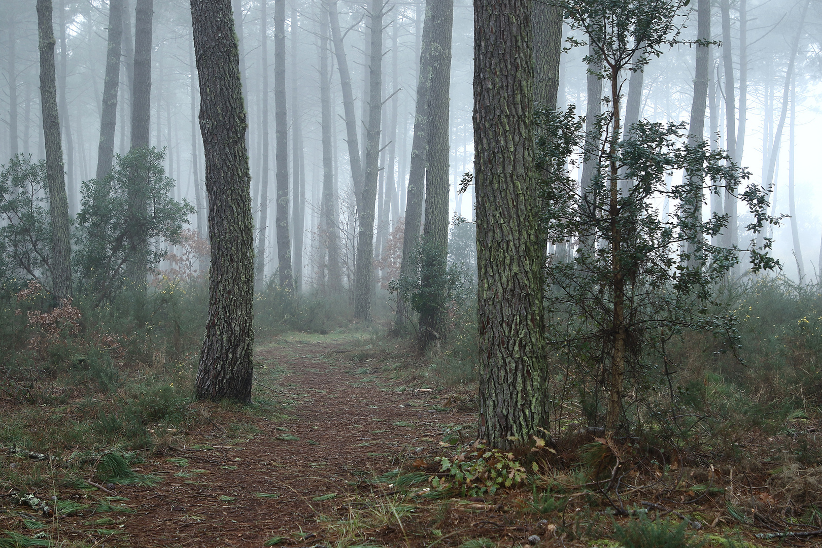 brume dans la forêt !