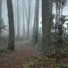 brume dans la forêt !