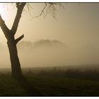 Brume dans la verte campagne vaudoise