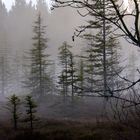 Brume dans les tourbières