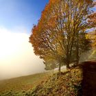 Brume d'automne ....