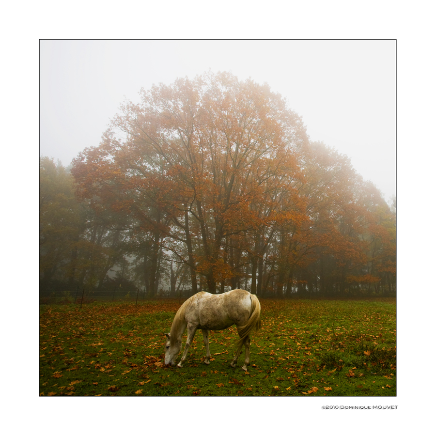 brume d'automne