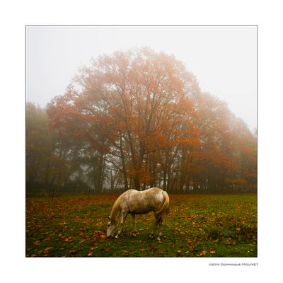 brume d'automne