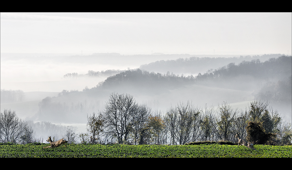 Brume d'automne