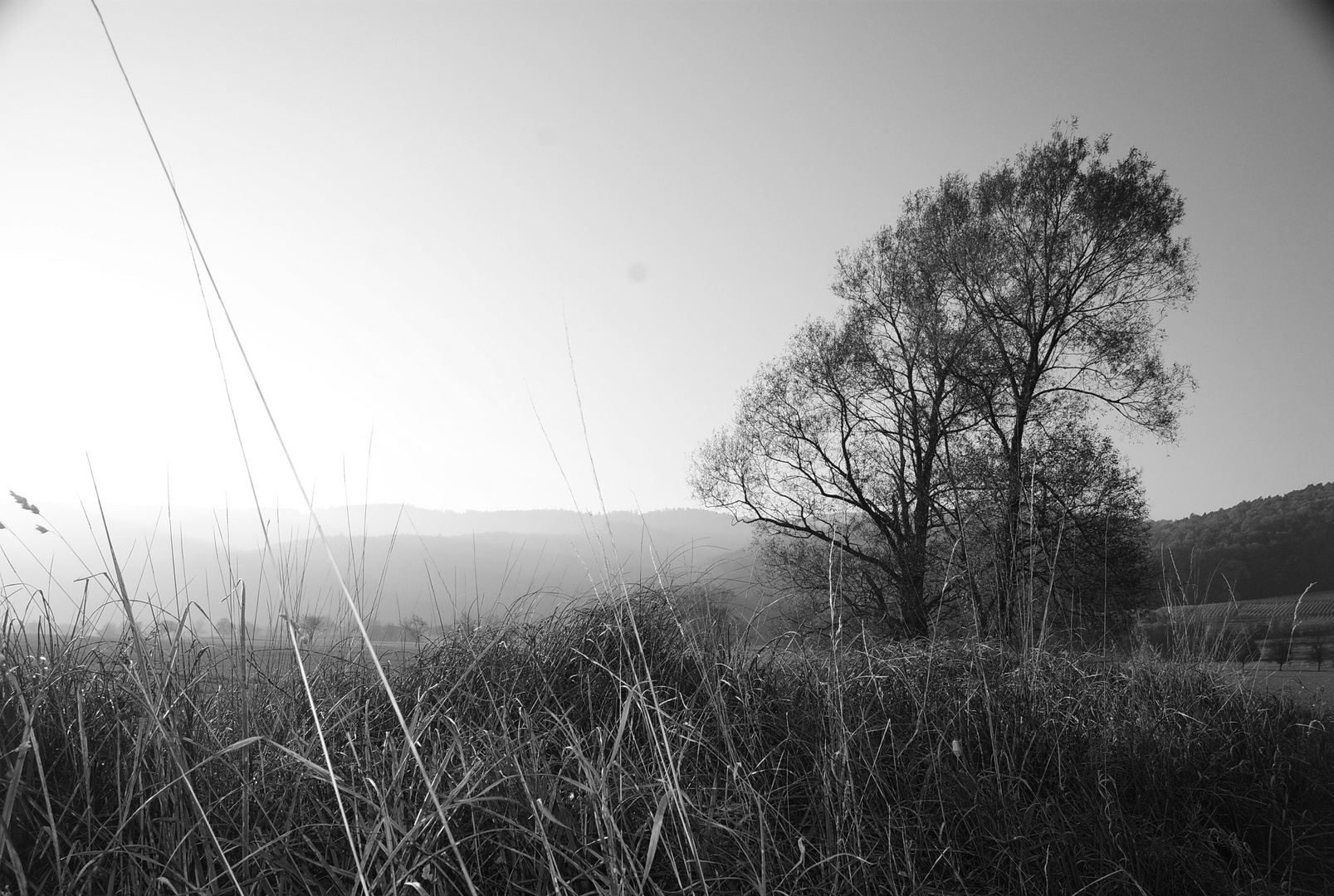 Brume d'automne