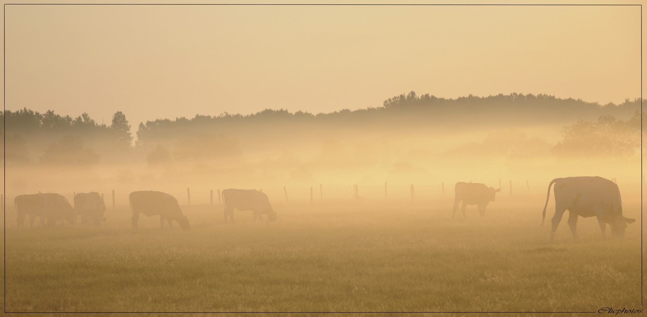 Brume de campagne.