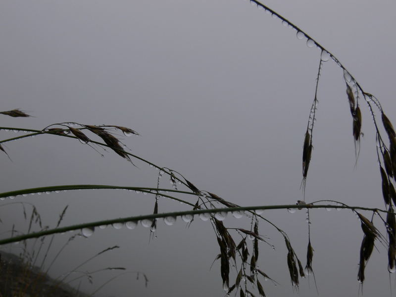 Brume d'été 0707