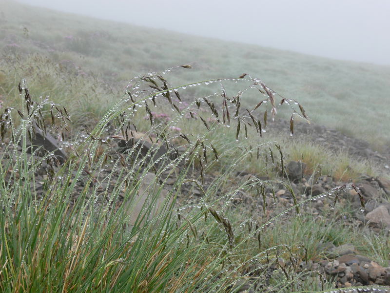 Brume d'été (2) 0707