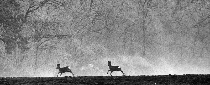 Brume d'hiver