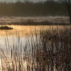 Brume dorée ....