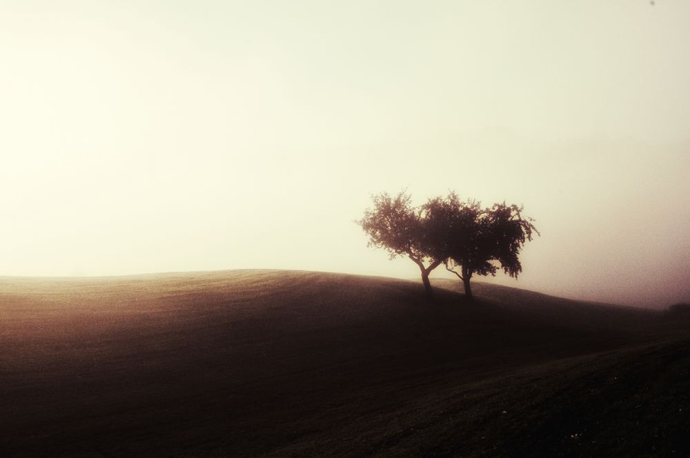 Brume du matin