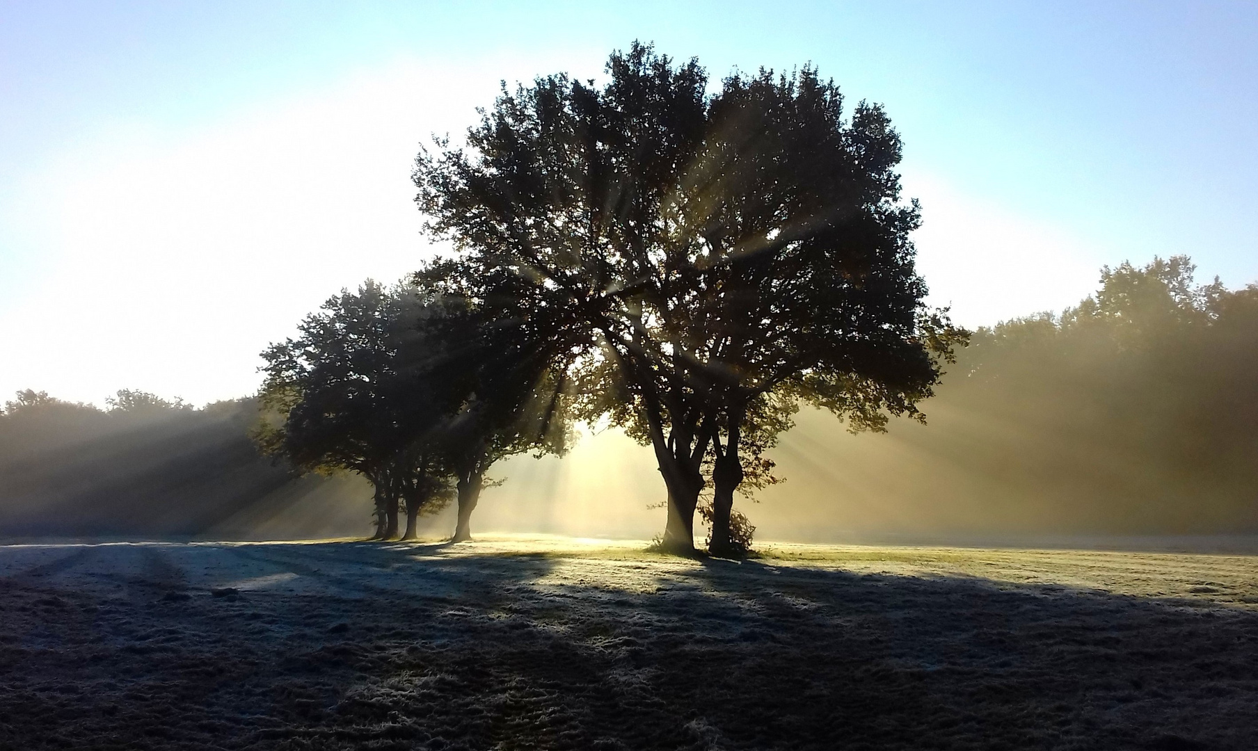 brume du matin