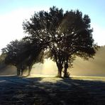 brume du matin