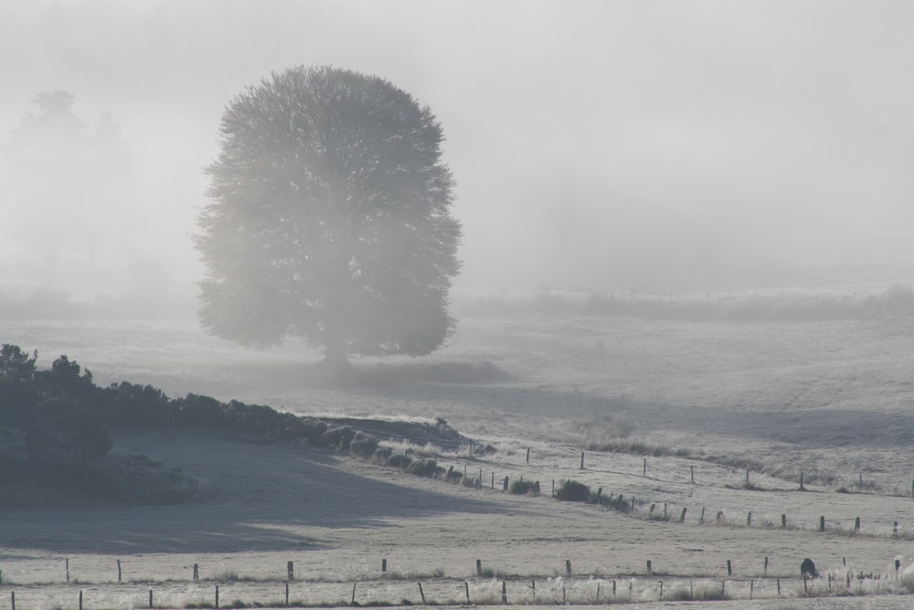 Brume du matin