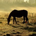 Brume du matin