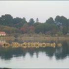 ..Brume du soir dans le Morbihan..