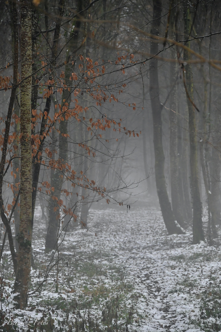 Brume en forêt