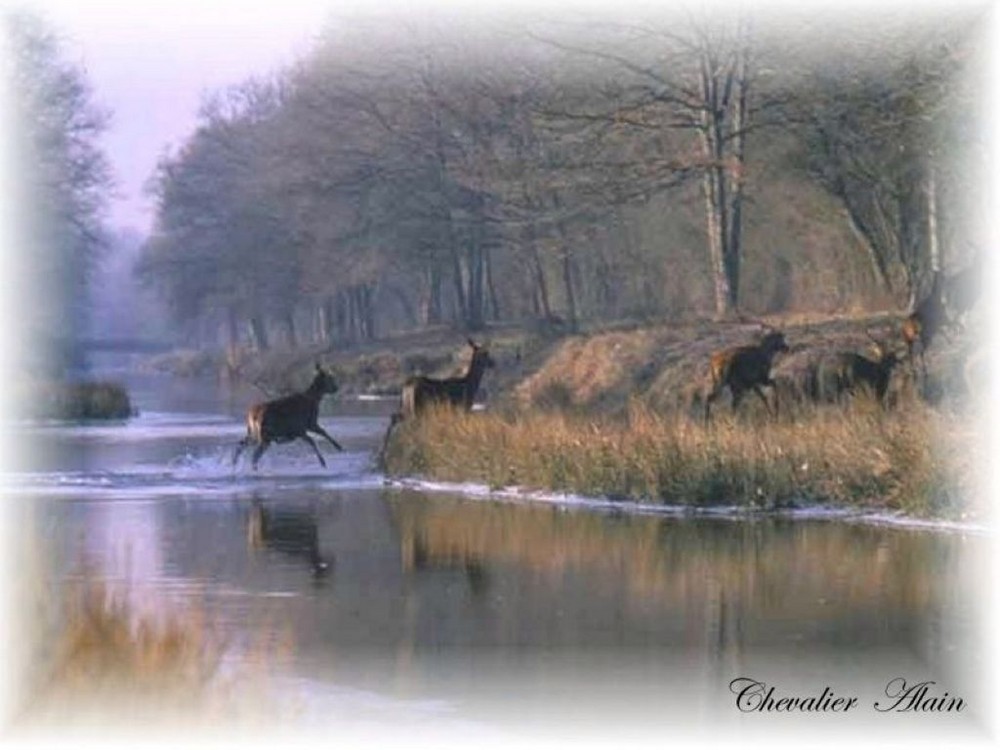 brume en sologne