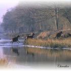 brume en sologne