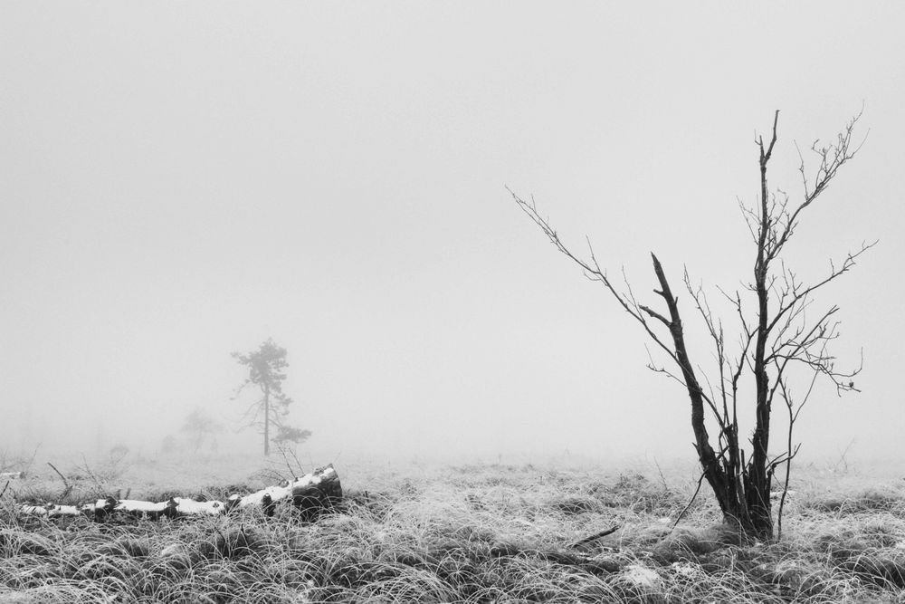 Brume et bouleau gisant