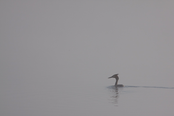 Brume et Grèbe