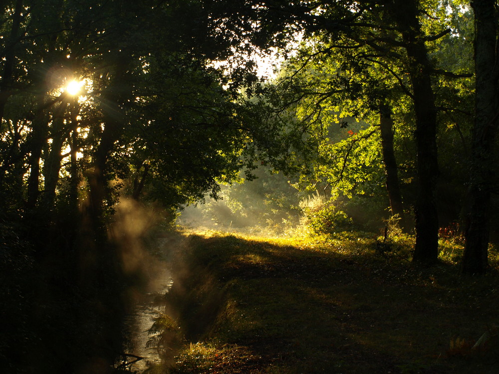 brume foret des landes 7h45 du matin