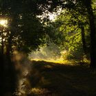 brume foret des landes 7h45 du matin