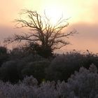 brume givrante et levé du soleil à Andernos