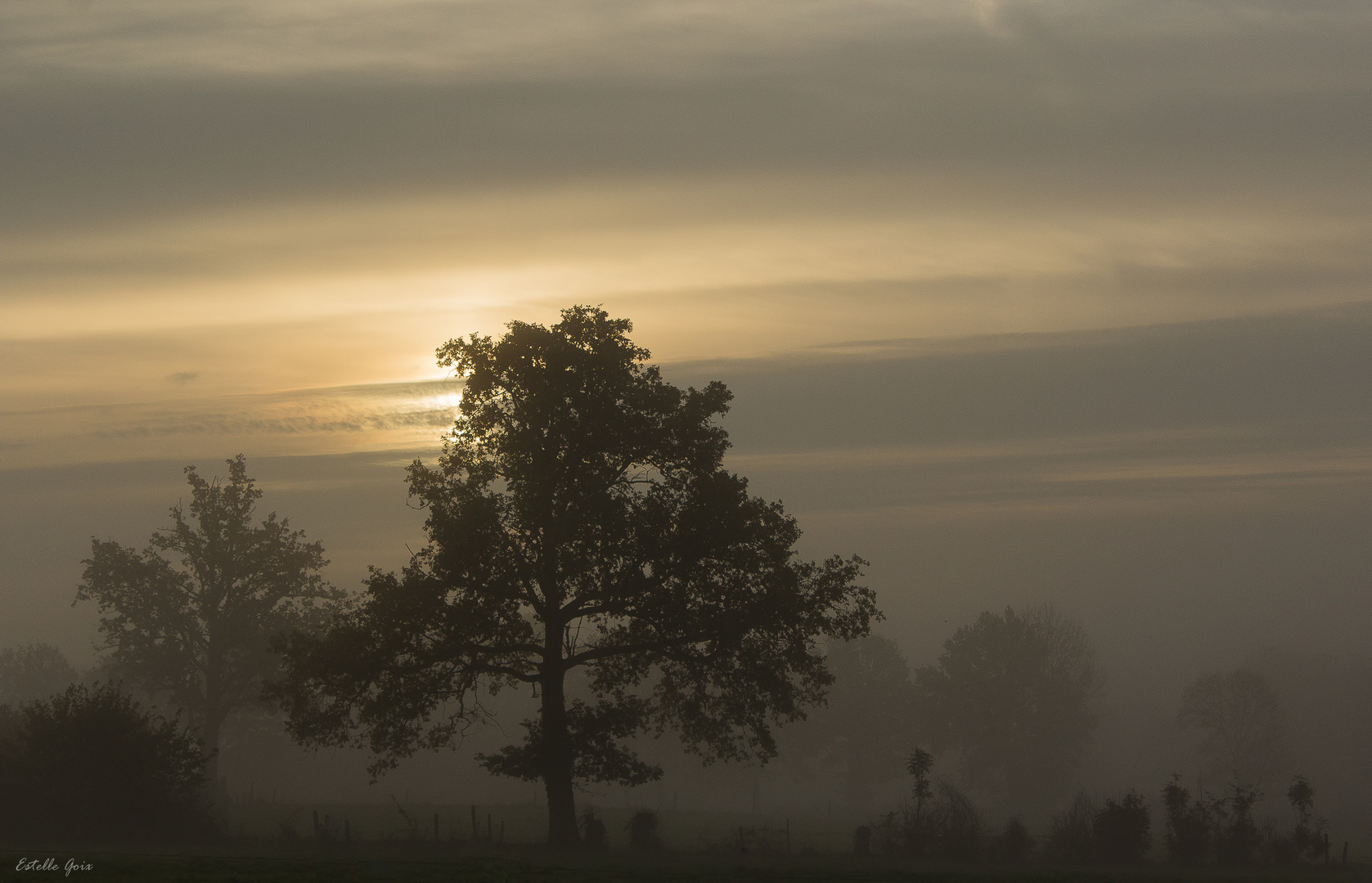 Brume matinale