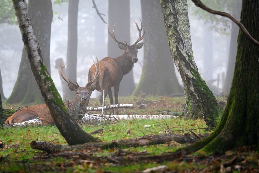 brume matinale 