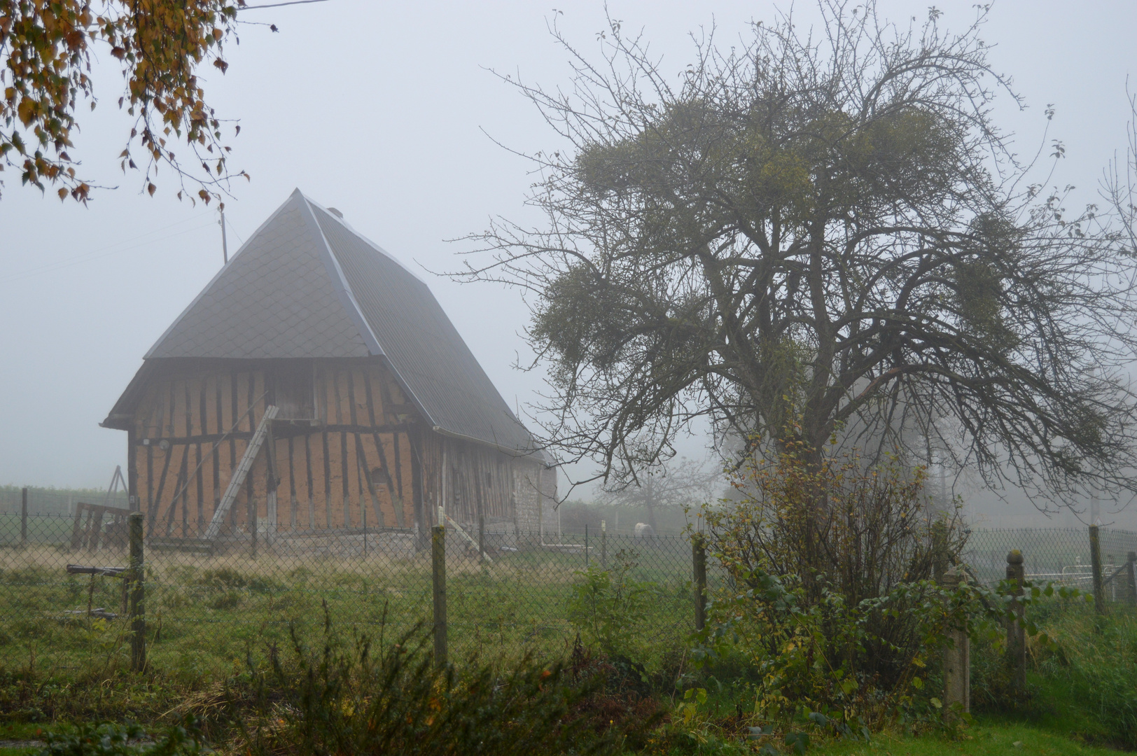 brume matinale