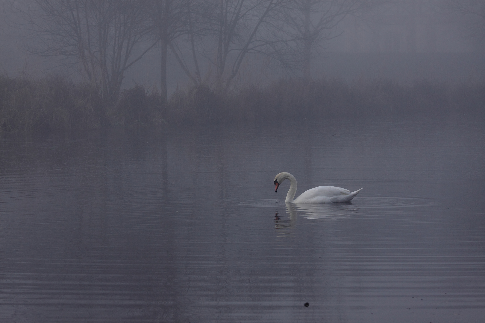 brume matinale