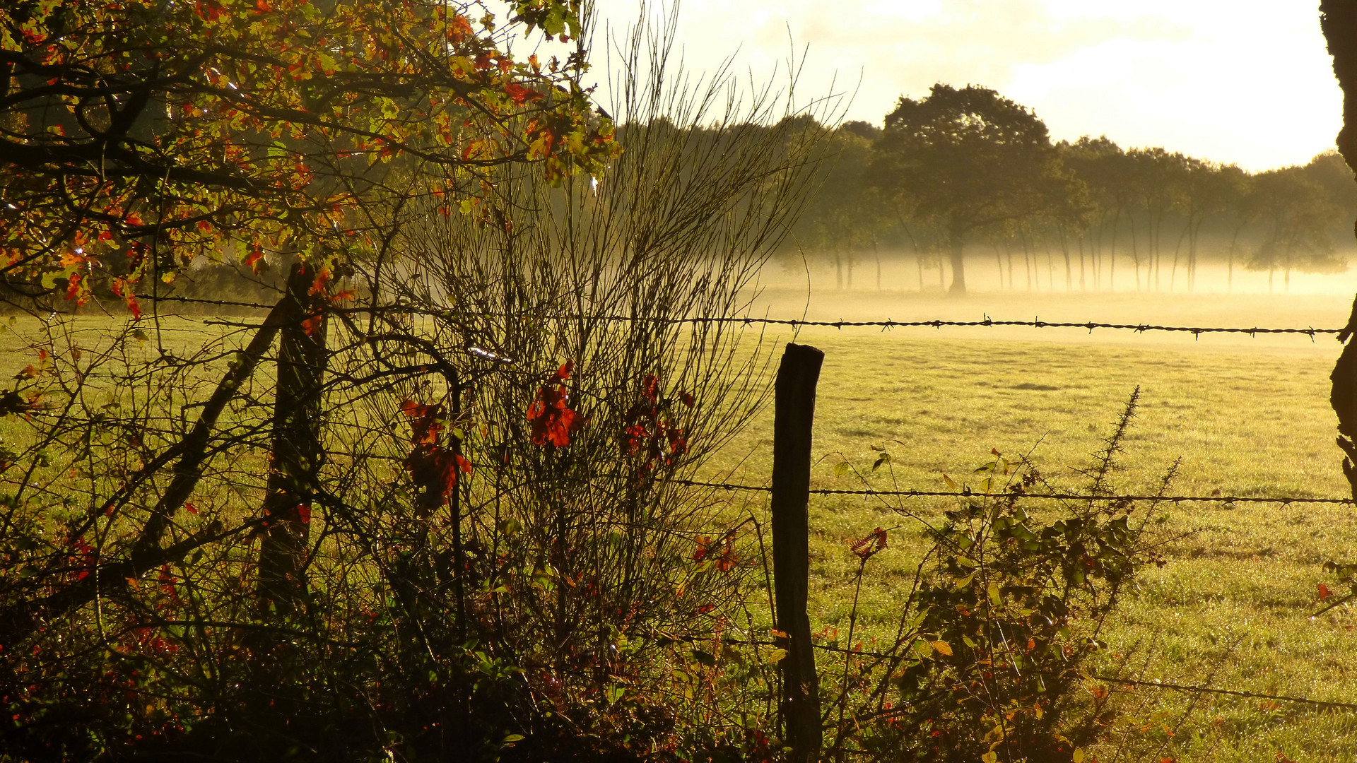 Brume matinale