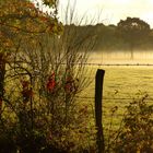 Brume matinale