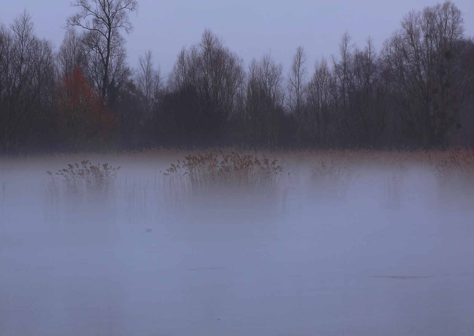 brume matinale