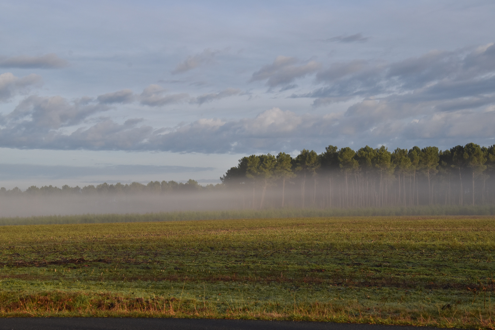 Brume matinale